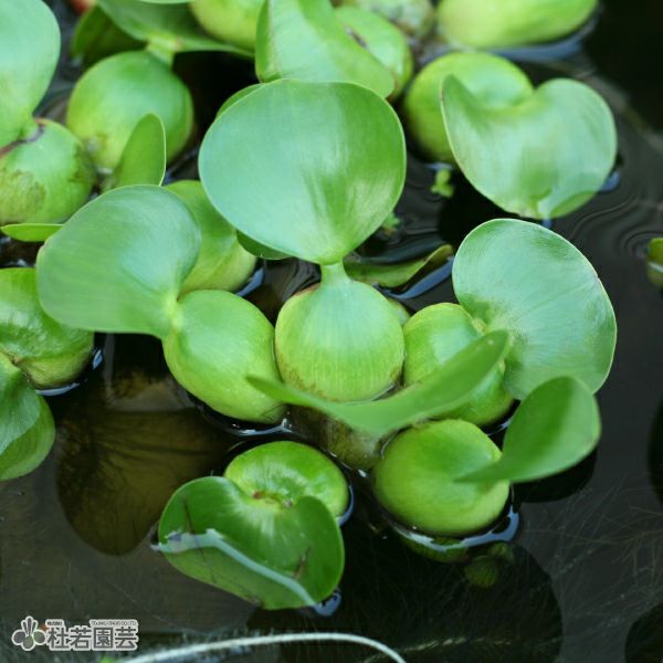 水生植物】 ミニホテイアオイ | 杜若園芸WEBショップ｜水草の生産販売