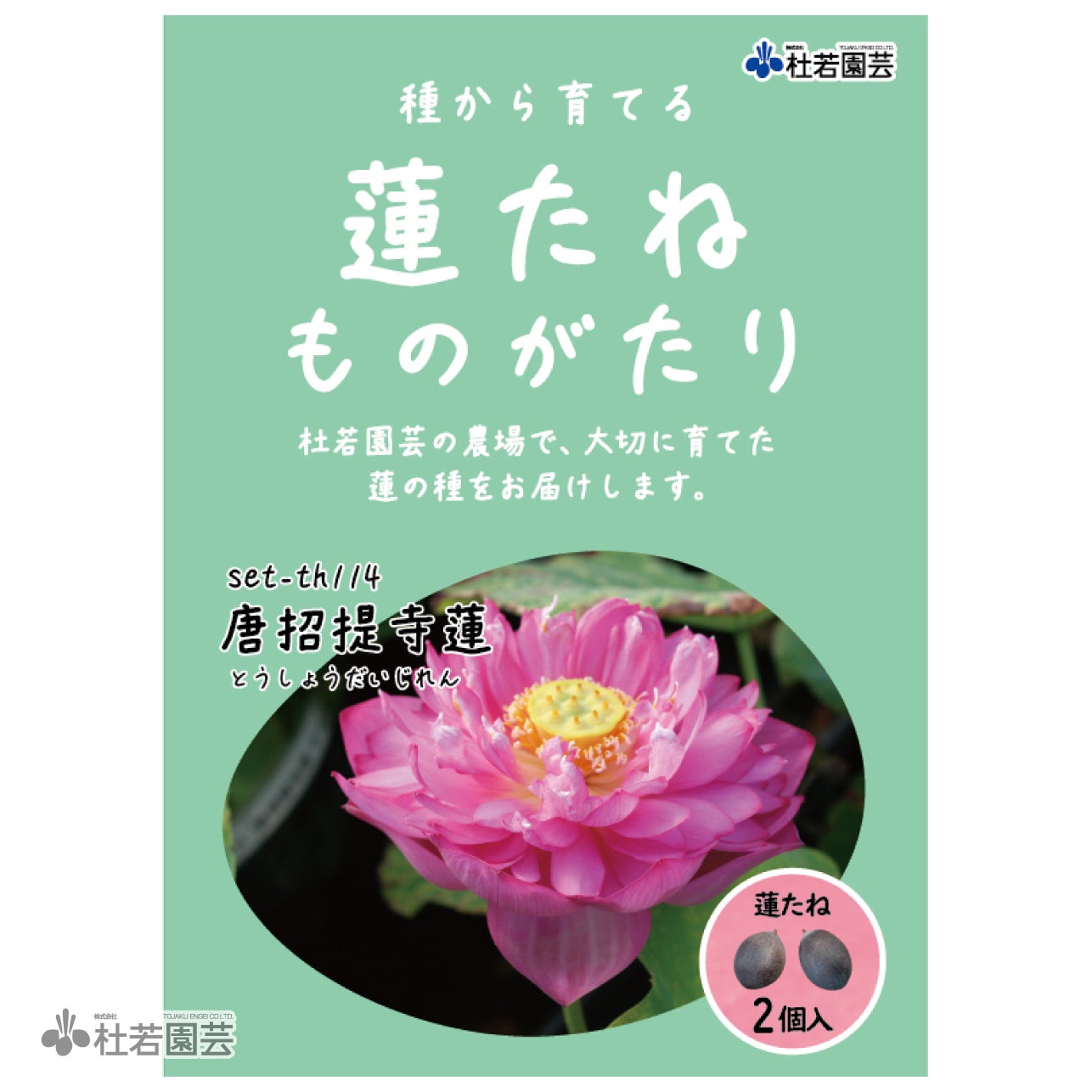 蓮、ハス】中国古代蓮(ちゅうごくこだいはす)【大型種】 | 杜若園芸WEB