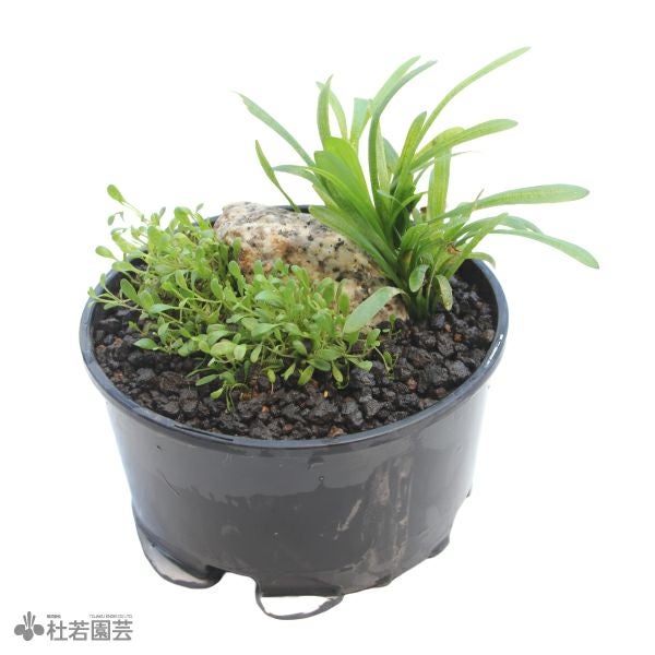 水生植物】 オオカナダモ（アナカリス） 鉛巻き | 杜若園芸WEBショップ