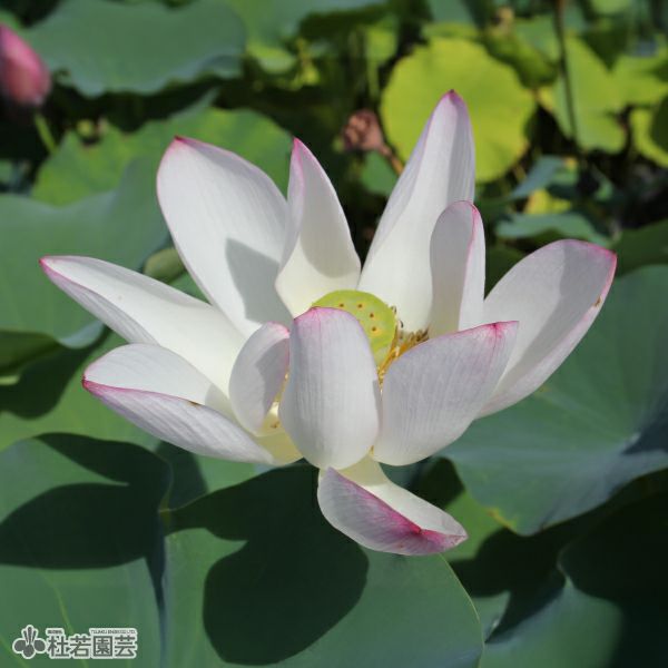 蓮、ハス】中国古代蓮(ちゅうごくこだいはす)【大型種】 | 杜若園芸WEB