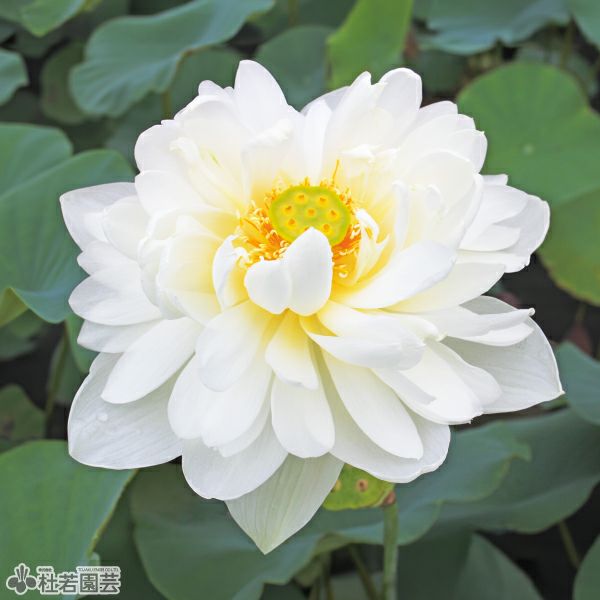 蓮、ハス】雪涛(せっとう)【中型種】 | 杜若園芸WEBショップ｜水草の