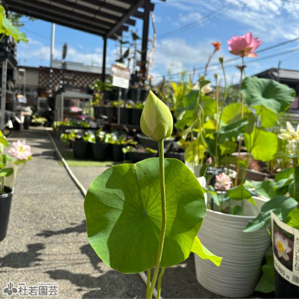 蓮、ハス】雪涛(せっとう)【中型種】 | 杜若園芸WEBショップ｜水草の