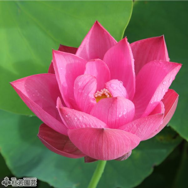 蓮華 蓮、ハス】淮海紅蓮(わいかいこうれん)【中型種】 | 杜若園芸WEB
