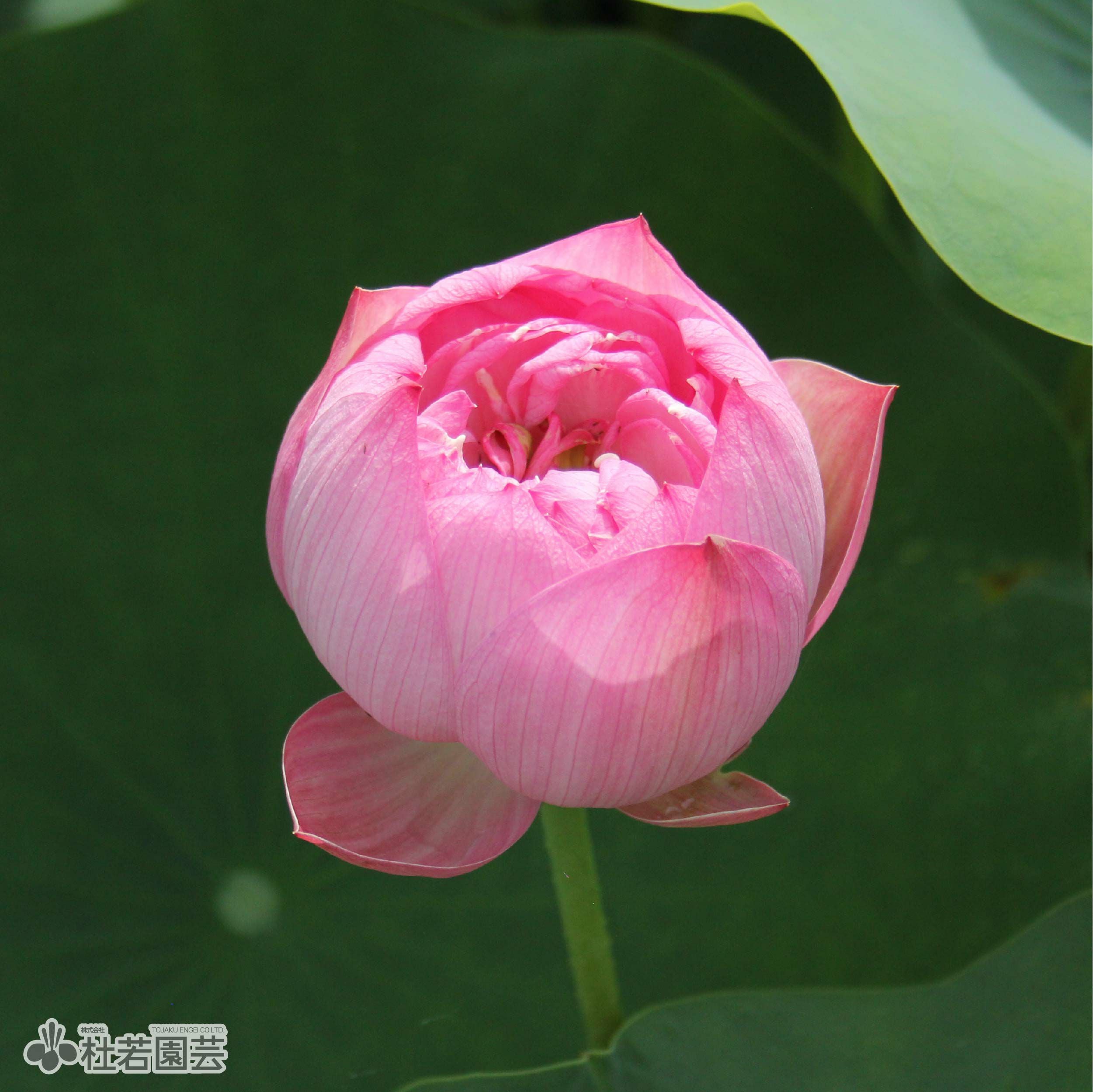 蓮、ハス】普者黒紅荷（ブジャヘグレン）【中型種】 | 杜若園芸WEB