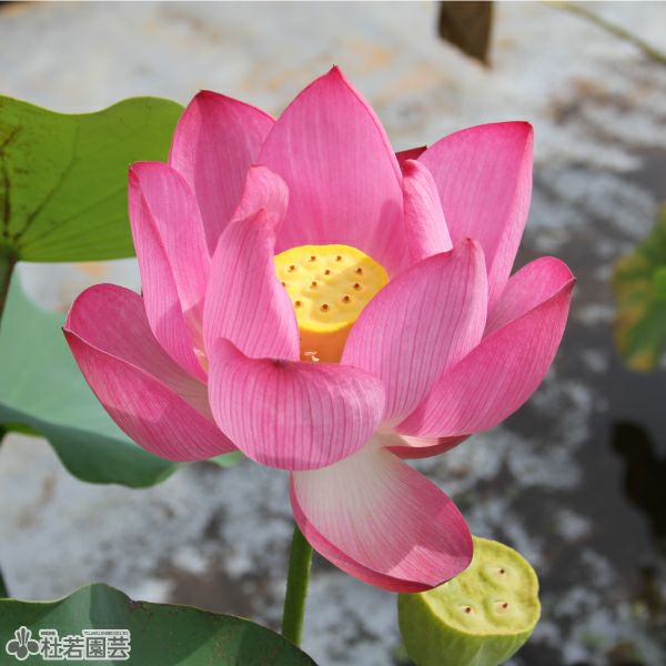 蓮、ハス】紅雨（こうう）【中・大型種】 | 杜若園芸WEBショップ｜水草