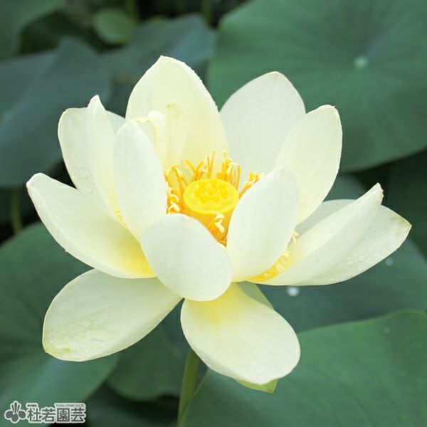 蓮、ハス】小羚羊（しょうれいよう）【小型種】 | 杜若園芸WEBショップ