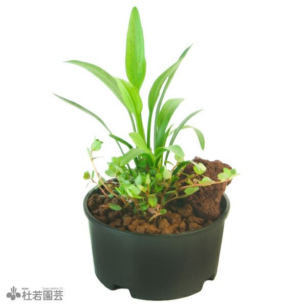 メダカにおすすめ！メダカ鉢】 黒ボウル水鉢10号 | 杜若園芸WEB
