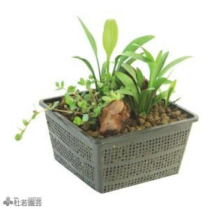浄化石入り 水中箱庭水草（大） | 杜若園芸WEBショップ｜水草の生産