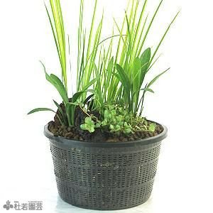 浄化石入り 水中箱庭水草（大） | 杜若園芸WEBショップ｜水草の生産