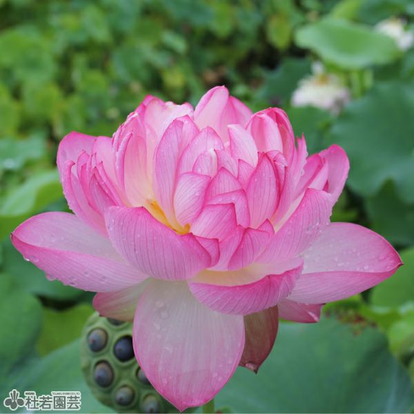蓮、ハス】紅天驕（べにてんきょう）【大型種】 | 杜若園芸WEBショップ