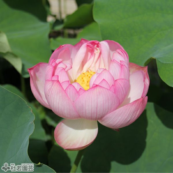 蓮、ハス】紅天驕（べにてんきょう）【大型種】 | 杜若園芸WEBショップ
