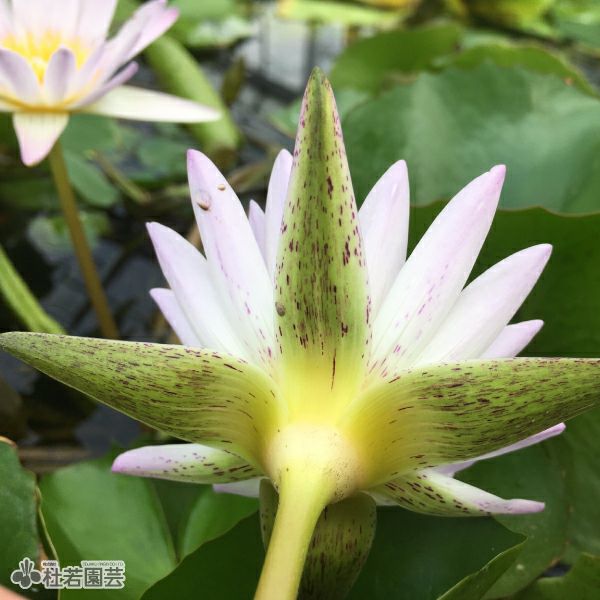 Jongnae 熱帯睡蓮　芽出し済バルブ 熱帯スイレン ブリンク 発芽バルブ No 6 ／ 熱帯睡蓮｜Yahoo!フリマ
