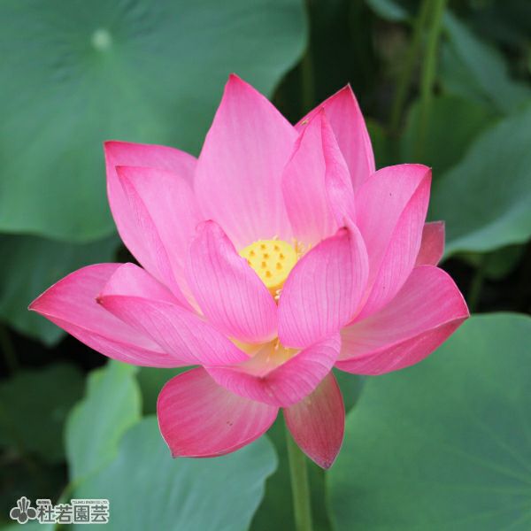 中国　三彩　蓮鷺紋鉢　送料込み0420 000000002413-01.jpg?size=m&w=