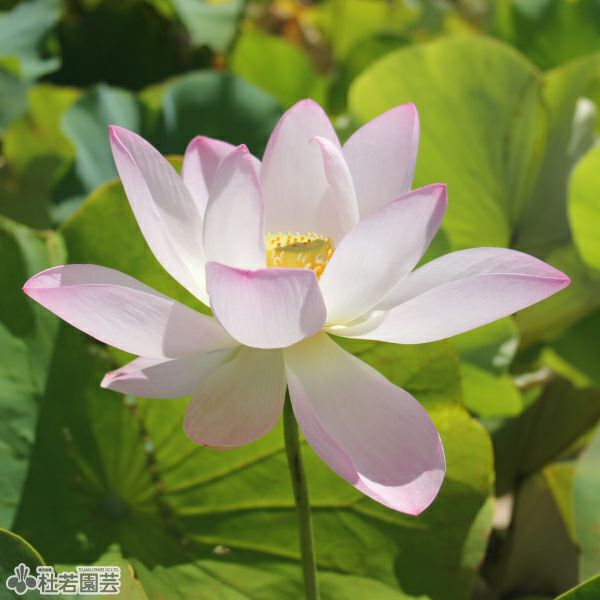 蓮、ハス】八一蓮（はちいちれん）【小型種】 | 杜若園芸WEBショップ