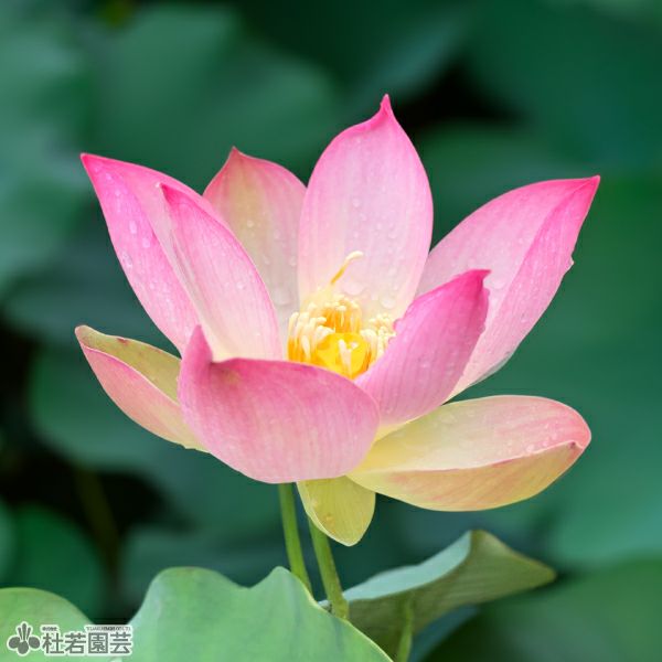 中国切手Ｔ54 蓮（ハス）花　4種完 中国切手】蓮の花の種類や特徴、切手買取市場における価値について解説