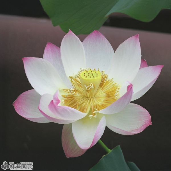 蓮、ハス】楚天祥雲(そてんしょううん)【中型種】 | 杜若園芸WEB