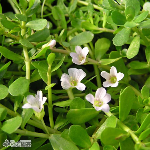 水生植物】バコパ・モンニエリ（10.5cmポット） | 杜若園芸WEBショップ