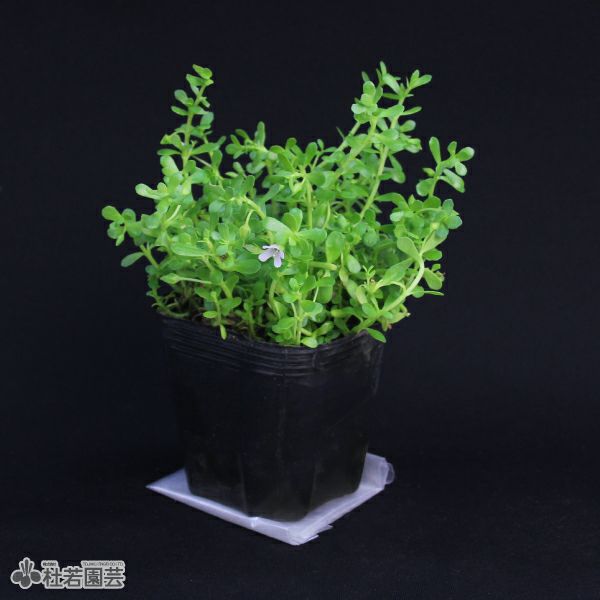 水生植物】バコパ・モンニエリ（10.5cmポット） | 杜若園芸WEBショップ