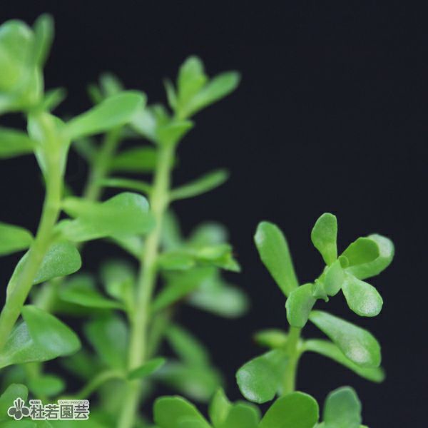 水生植物】バコパ・モンニエリ（10.5cmポット） | 杜若園芸WEBショップ