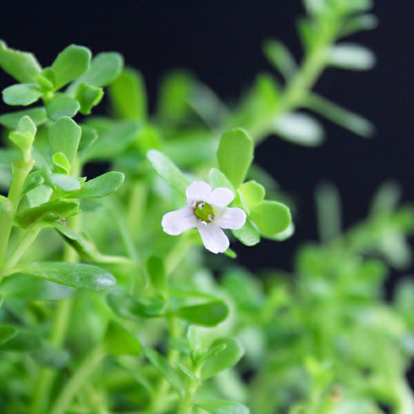 水生植物】バコパ・モンニエリ（10.5cmポット） | 杜若園芸WEBショップ