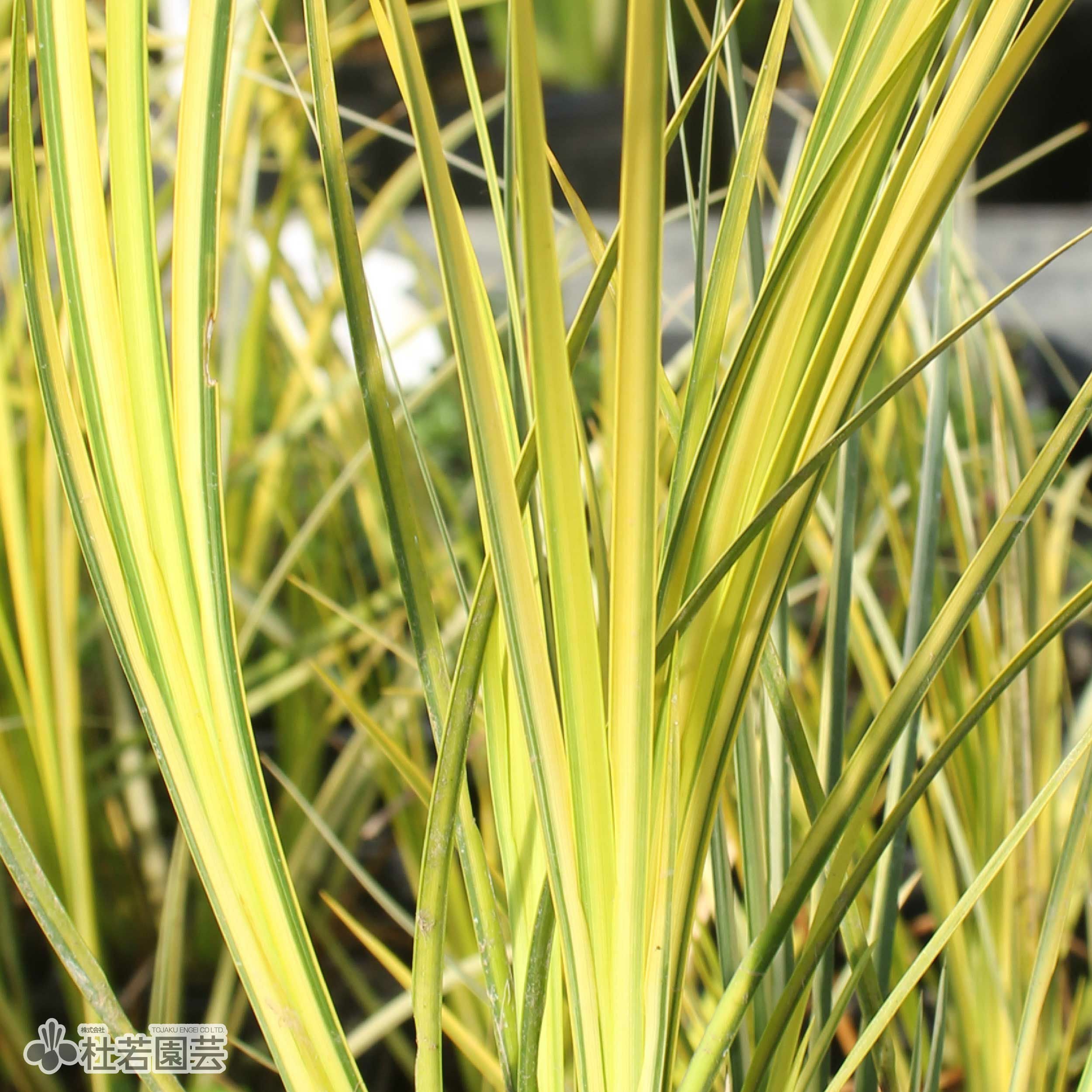 水生植物】 キフイリセキショウ | 杜若園芸WEBショップ｜水草の生産