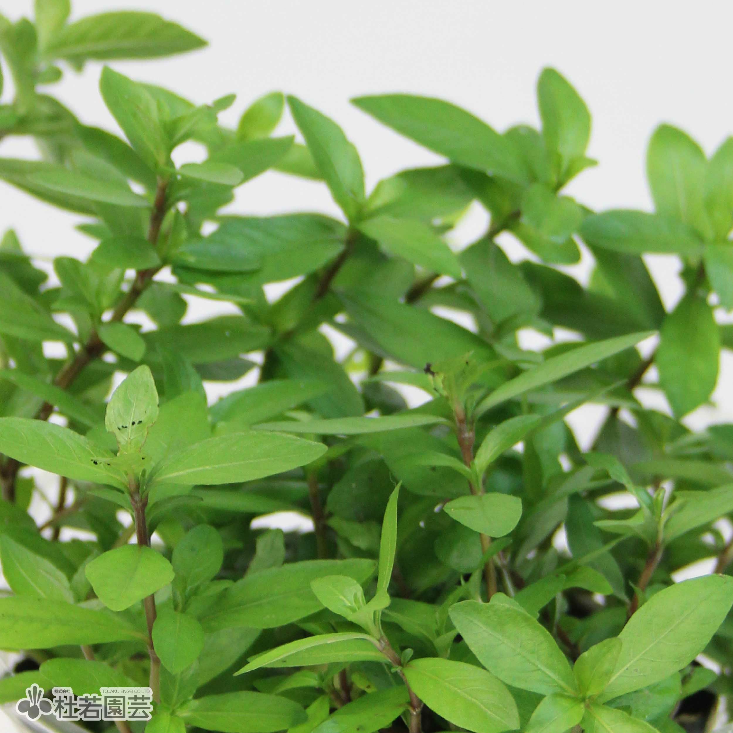 露草 水生植物】ハイグロフィラ・ポリスペルマ（10.5cmポット） | 杜若園芸