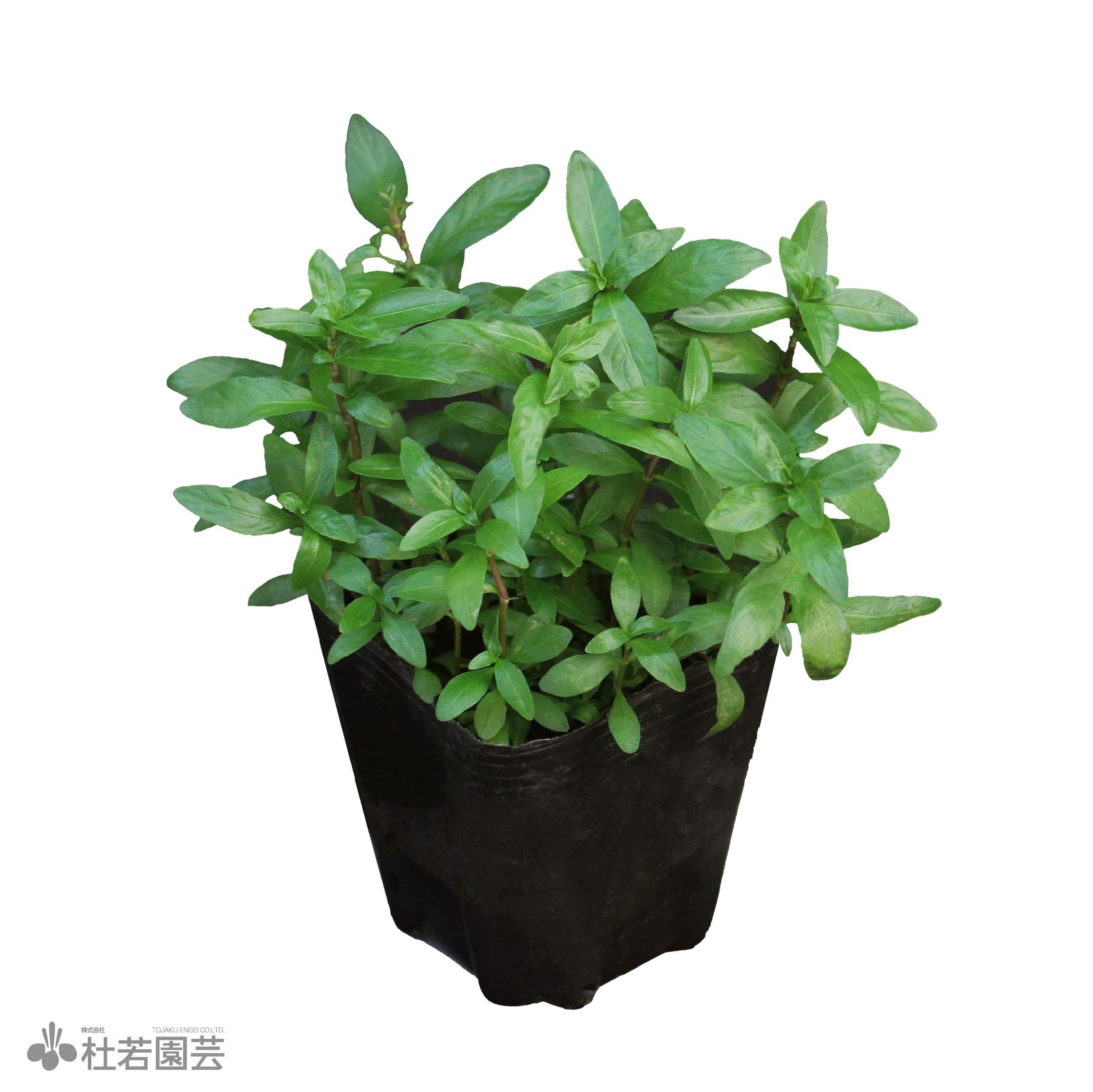 水生植物】ハイグロフィラ・ポリスペルマ（10.5cmポット） | 杜若園芸