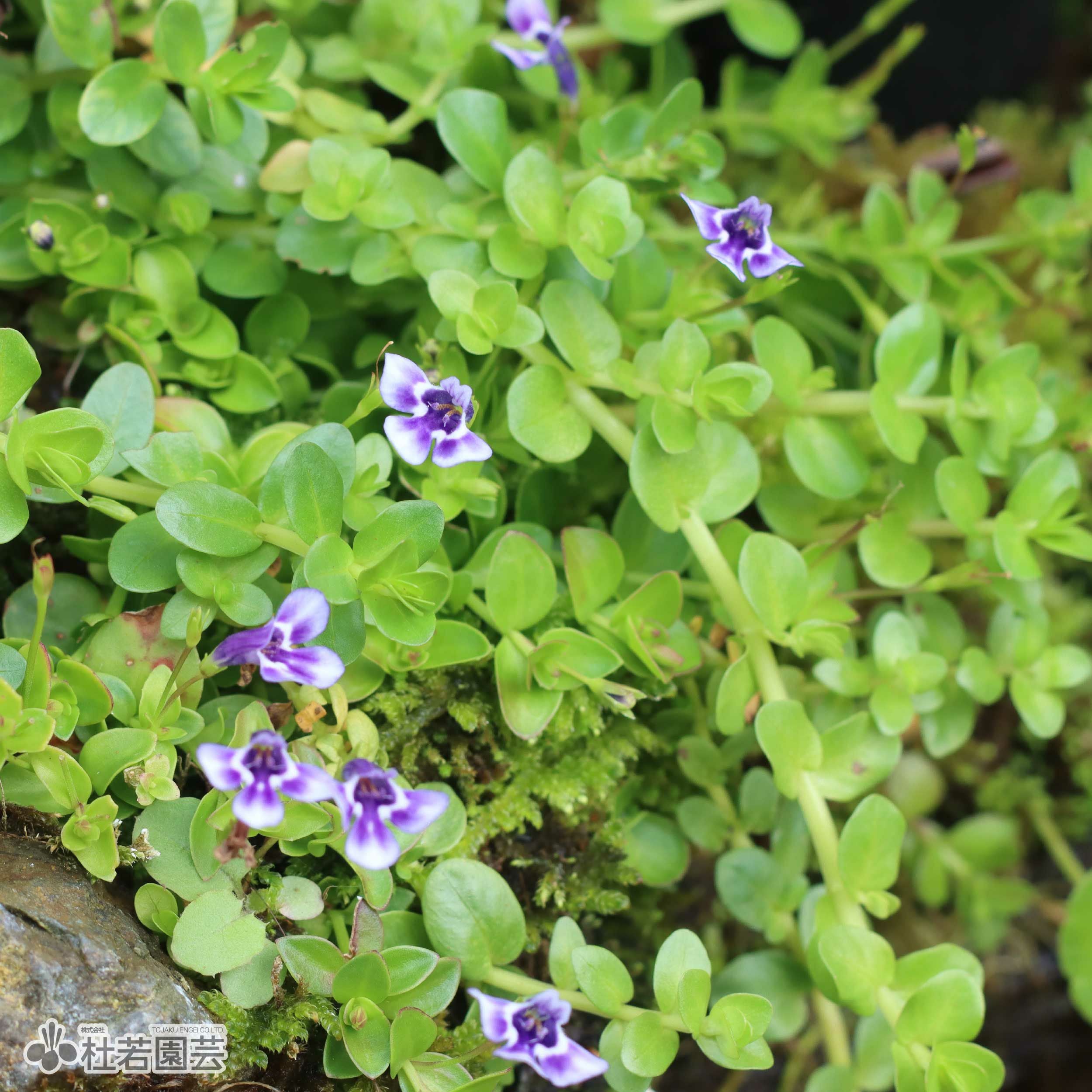 水生植物】ホシクサsp.クチ | 杜若園芸WEBショップ｜水草の生産販売
