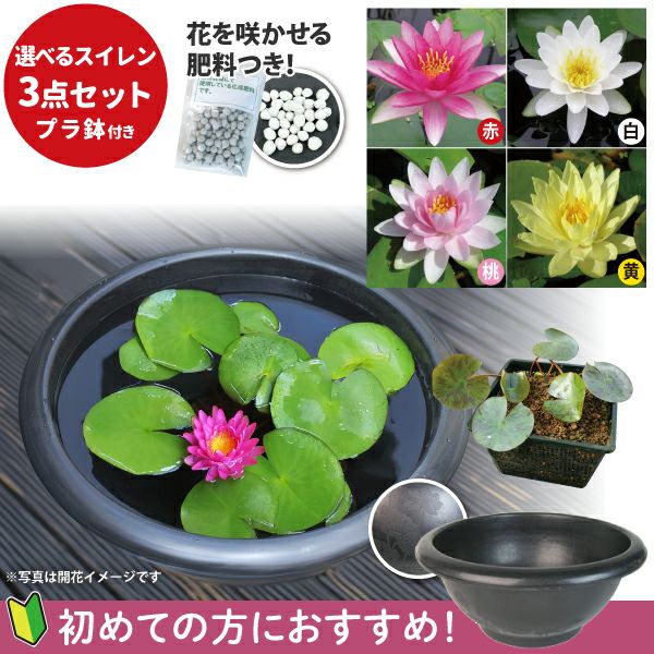 初めての方におすすめ！温帯スイレンセットB | 杜若園芸WEBショップ