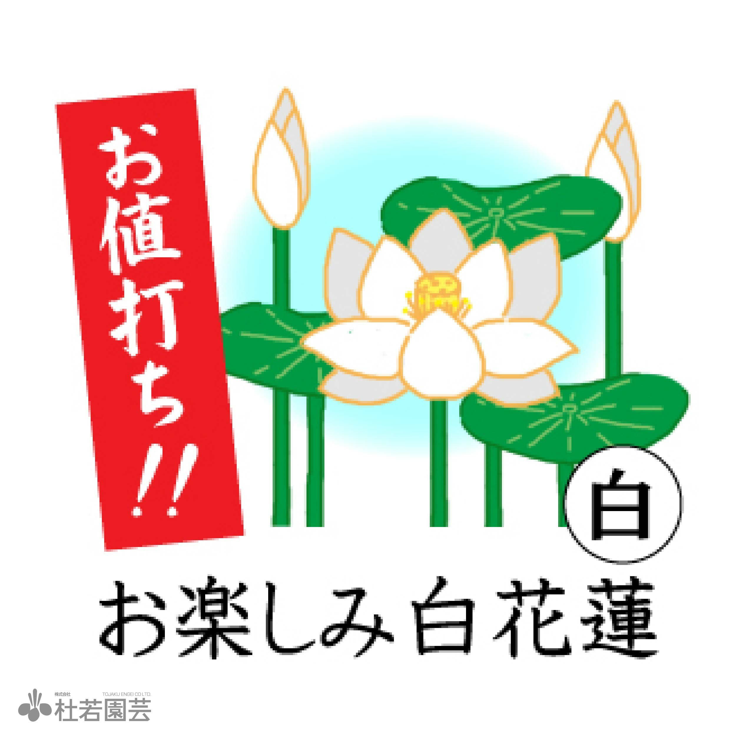 花蓮様　確認ページ 蓮、ハス】 お楽しみ白花蓮(品種不明) ポット苗 | 杜若園芸WEBショップ