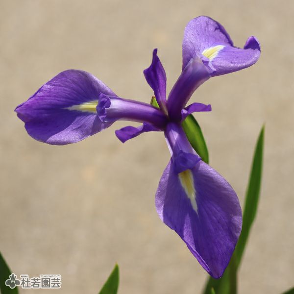 カキツバタ 天の釣舟（あまのつりぶね） 12cmポット | 杜若園芸WEB