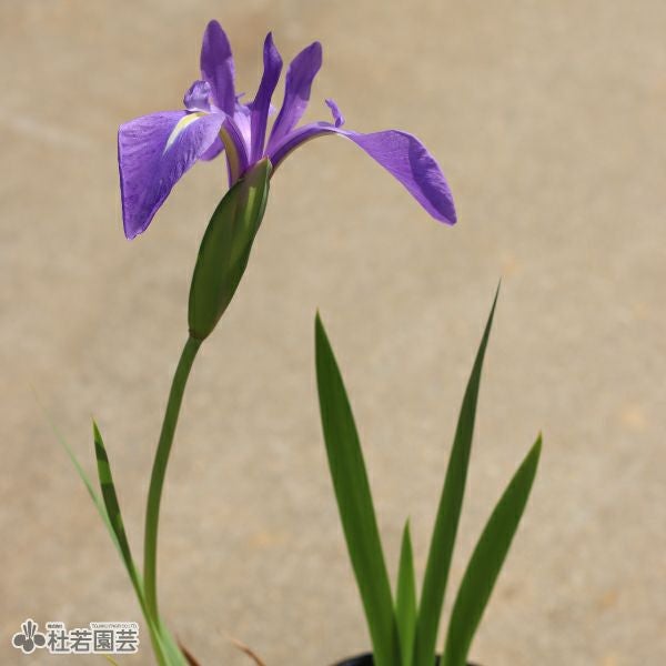 カキツバタ 天の釣舟（あまのつりぶね） 12cmポット | 杜若園芸WEB