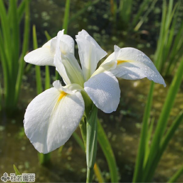 ルイジアナアイリス ハーハイネス 12cmポット | 杜若園芸WEBショップ
