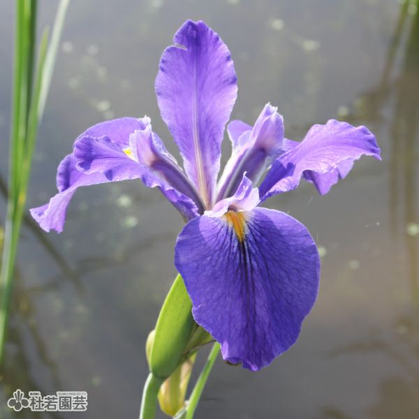 ルイジアナアイリス ヘザーストリーム 12cmポット | 杜若園芸WEB