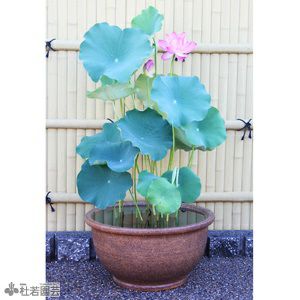 高級和風鉢で楽しむよく咲く蓮セット | 杜若園芸WEBショップ｜水草の