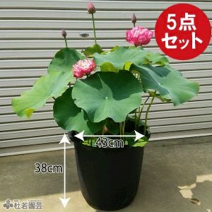 スタッフ厳選！大型蓮の栽培セット | 杜若園芸WEBショップ｜水草の生産
