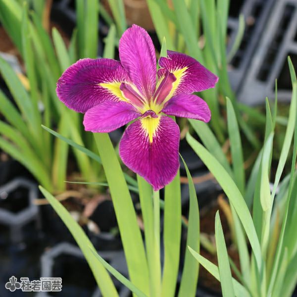 【新品】英国製  【LADYWOOD】アイリス花柄 5枚 ルイジアナアイリス バーミリオントレジャー 12cmポット | 杜若園芸