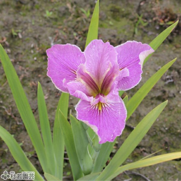 ルイジアナアイリス アートワールド 12cmポット | 杜若園芸WEB