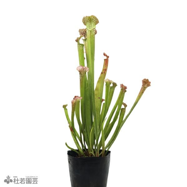水生植物】サラセニア ファンファミー 12cmポット【食虫植物】 | 杜若