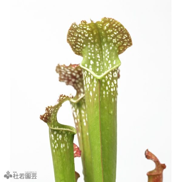 水生植物】サラセニア ファンファミー 12cmポット【食虫植物】 | 杜若