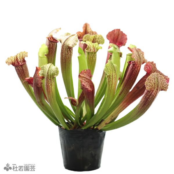 水生植物】サラセニア フィオナ 12cmポット【食虫植物】 | 杜若園芸WEB