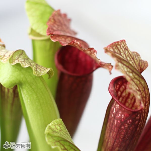 水生植物】サラセニア フィオナ 12cmポット【食虫植物】 | 杜若園芸WEB