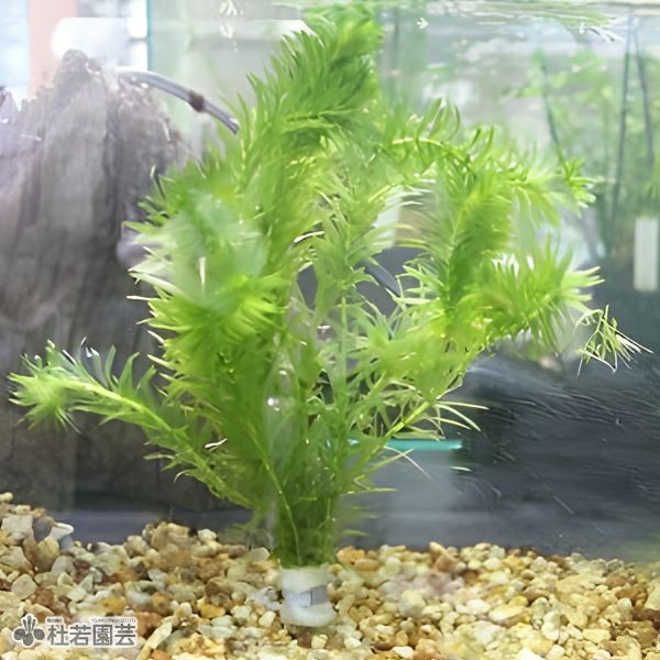 水生植物】 オオカナダモ（アナカリス） 鉛巻き | 杜若園芸WEBショップ