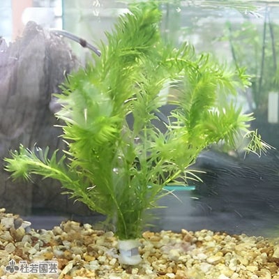 レクリス 1匹【メダカ・めだか】 | 杜若園芸WEBショップ｜水草の生産 