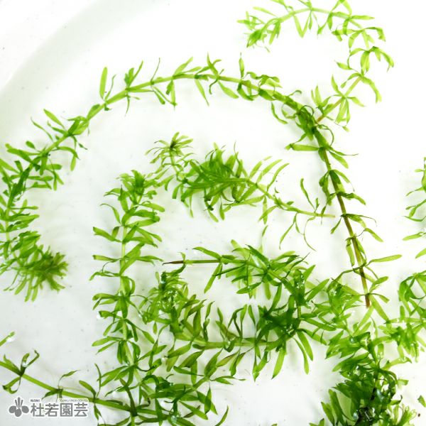 水生植物】 オオカナダモ（アナカリス） 鉛巻き | 杜若園芸WEBショップ