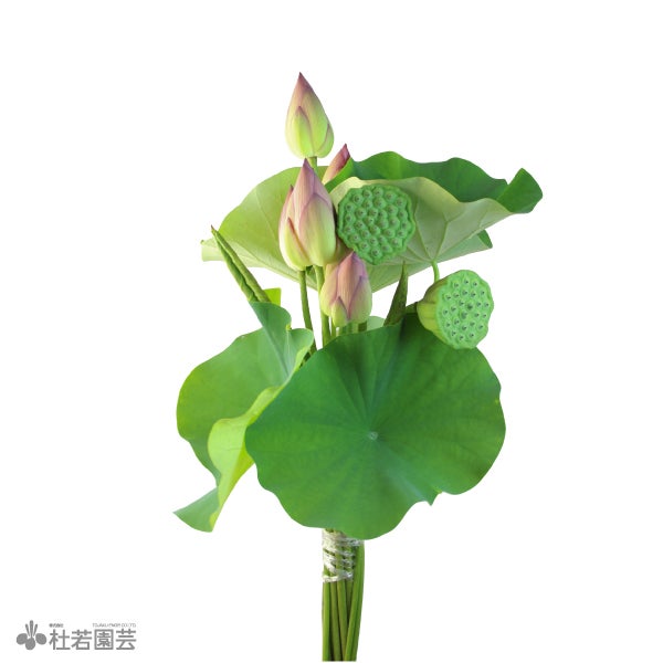 蓮の葉 【切花】 | 杜若園芸WEBショップ｜水草の生産販売【通販ショップ】
