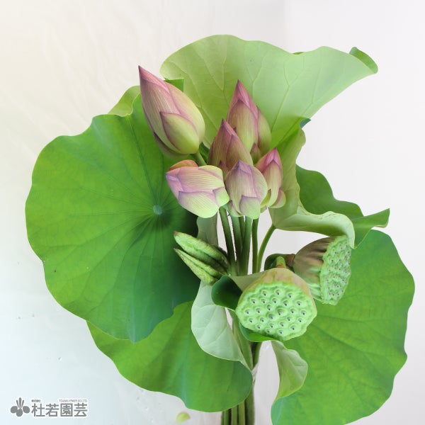 蓮のお供えセット 【切花】 | 杜若園芸WEBショップ｜水草の生産販売