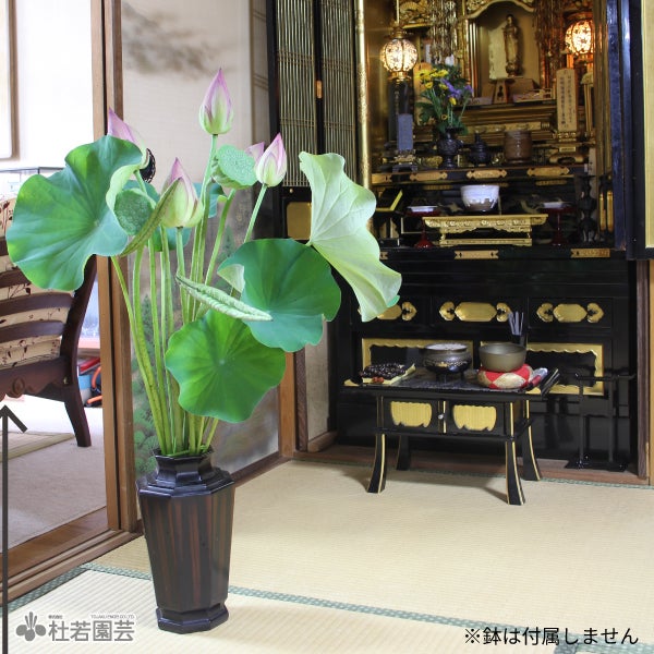 蓮のお供えセット 【切花】 | 杜若園芸WEBショップ｜水草の生産販売