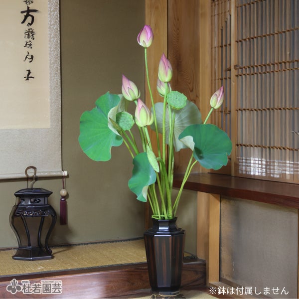蓮のお供えセット 【切花】 | 杜若園芸WEBショップ｜水草の生産販売