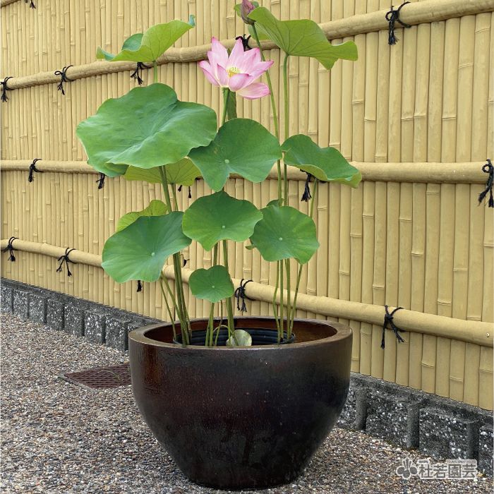 高級陶器鉢 大 | 杜若園芸WEBショップ｜水草の生産販売【通販ショップ】
